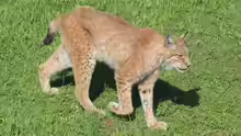 Lynx lynx
