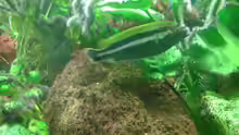 M. Auratus Männchen in seinem Revier 
