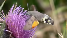 Macroglossum stellatarum
