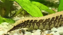 Macrognathus