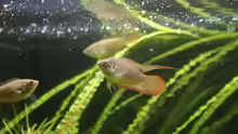 Macropodus ocellatus