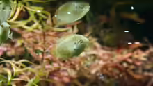 Macropodus ocellatus