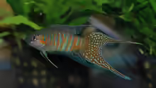 Macropodus opercularis