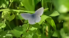 Maculinea rebeli
