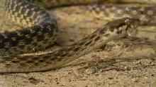 Madagascarophis colubrinus