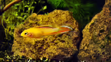 Männchen von Apistogramma agassizii