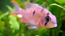 Männlicher Mikrogeophagus altispinosus