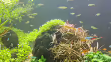 Hygrophila lancea