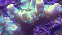 Makro Acropora Batunai