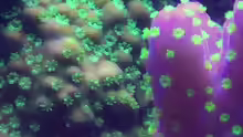 Makroaufnahme Acropora Gemmifera und Tricolor