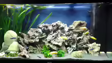 Malawi Aqaurium 350 L