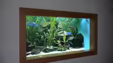 Malawi-Aquarium