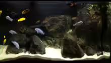 Malawi-Aquarium
