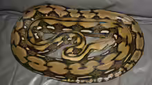 Malayopython reticulatus