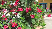 Mandevilla sanderi