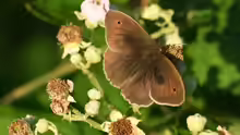 Maniola jurtina
