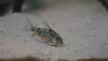 Corydoras paleatus
