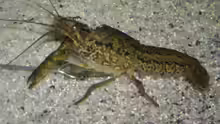 Procambarus fallax