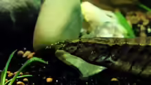 Mastacembelidae
