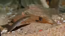 Mastacembelus