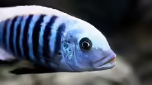 Mbuna