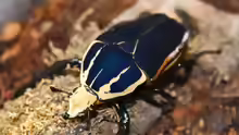 Mecynorhina torquata ugandensis