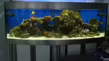 Meerwasser Aquarium 200x70x70