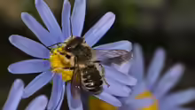 Megachile centuncularis