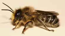 Megachile ligniseca