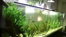 MEIN  2  METER ASIEN BIOTOP