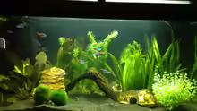 Mein 1tes Aquarium