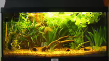 Mein 54L Aquarium