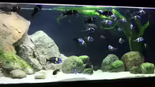 Mein 700L Tropheus-, Petrochromis-, Eretmodus-Becken