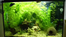 Mein 84 L Aquarium