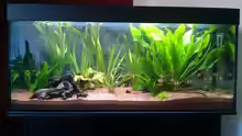 Mein Aquarium 