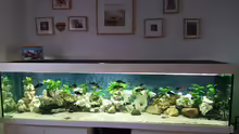 Mein Aquarium 2,50x0,60x0,60 Meter