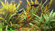 mein Aquarium 3