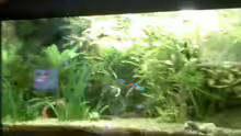 mein aquarium halt (bisschen voll