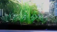 Mein Aquarium nachdem alle Pflanzen gut gewachsen sind (vor der letzten ??nderung)