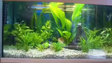 Mein Aquarium vor 6 Jahren
