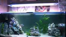 MEIN AQUARIUM WIRKT RECHR LEER IST ABER SCH??N ANZUSEHEN UND SIE SIND ALLE FRIEDLICH
