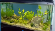Mein Aquarium