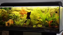 Mein Aquarium