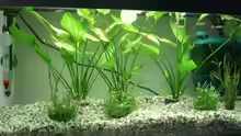 Mein Aquarium