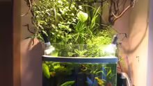 Mein Aquarium