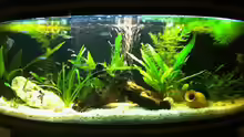 Mein Aquarium