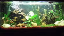 Mein Aquarium