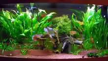 mein Aquarium