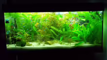 Mein Aquarium