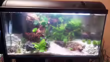mein Aquarium